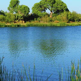 Dankworth Pond by Gary Richards