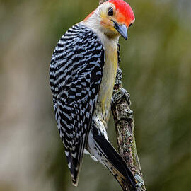Dapper Red-bellied Woodpecker by Cindy Treger