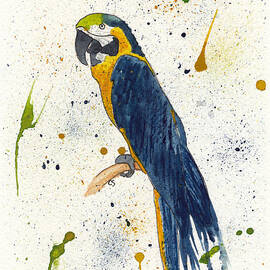 Dark Blue and Gold Macaw