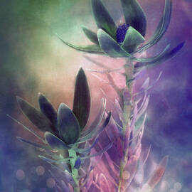 Dark Flower Fantasy by Terry Davis