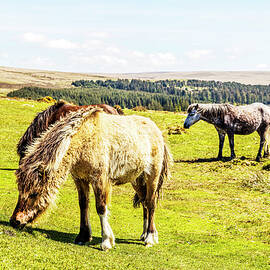 Dartmoor Ponies by Paul Thompson
