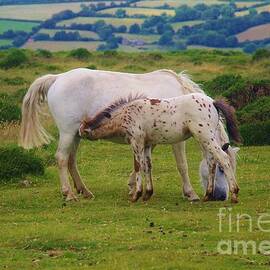 Dartmoor Pony And Foal by Lesley Evered