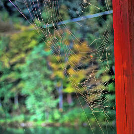 Dawn and Spider's Web by Cordia Murphy