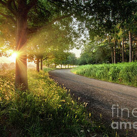 Dawn sunrise along a Norfolk rural road with trees by Simon Bratt Photography LRPS
