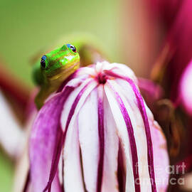 Day Gecko perched on a giant spider lily flower in Honolulu Hawaii by Phillip Espinasse