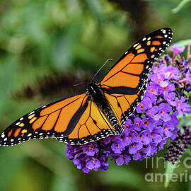 Dazzling Monarch