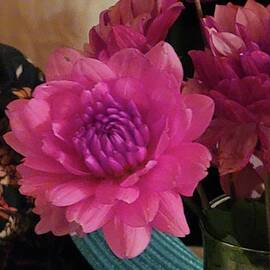 Dazzling PInk Dahlia  by Charlotte Gray