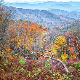 Dead Tree and Autumn Color- Blue Ridge Parkway by Bob Decker