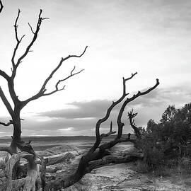 Dead Tree Overlooking the Desert by S Katz