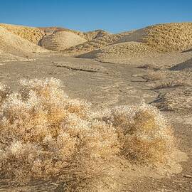 Death Valley Desert Sage Brush