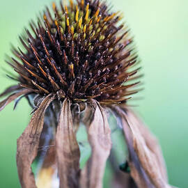 Decaying Beauty by Stephen Geisel