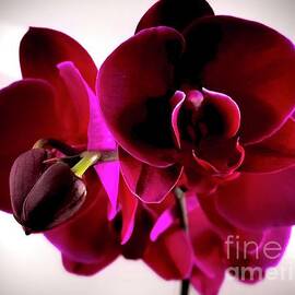 Deep color orchid 