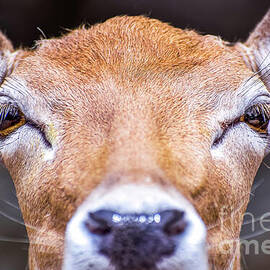 Deer close-up portrait by Vivien Salas