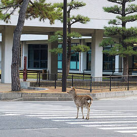 Deer Crossing in Nara Japan - Urban Harmony by Matthias Hauser