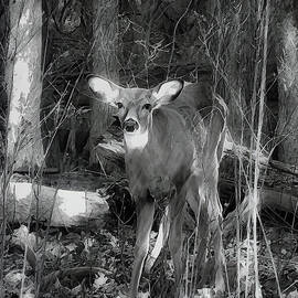 Deer Spotted by Karen Adams