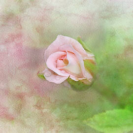 Delicate Pink Rose by Jai Johnson