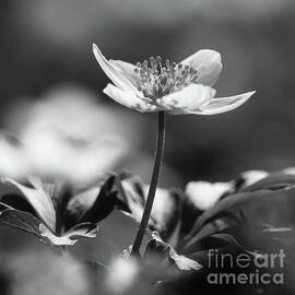 Delicate Wood Anemone monochrome by Imladris Images
