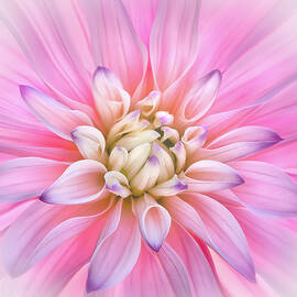 Delight by Louise Lindsay