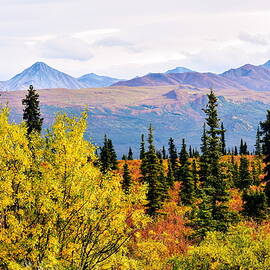 Denali Wilderness