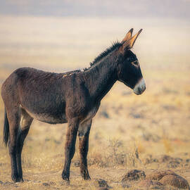 Desert Burro in Profile by Mike Lee