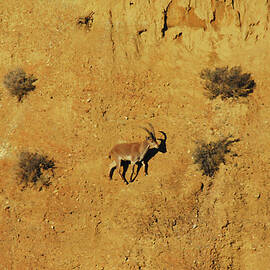 Desert Cliff With Ibex by Sherry Epley