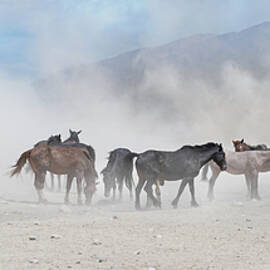 Desert Duststorm by Paul Martin
