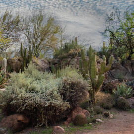 Desert Garden by Sylvia Goldkranz