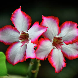 Desert Rose Beauty