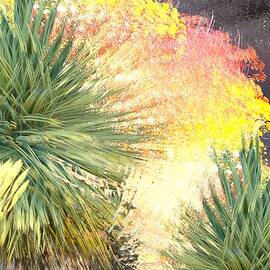 Desert Splendor by James Metcalf