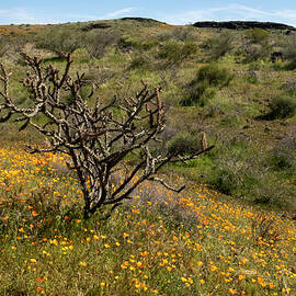 Desert Spring at Peridot by Sue Cullumber