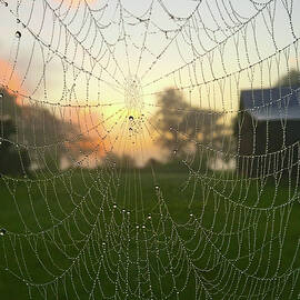 Dew-Covered Spider Web by Greg Lane