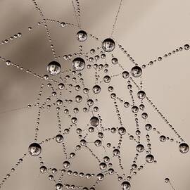 Dew on web at dawn - 2 by William Hulbert