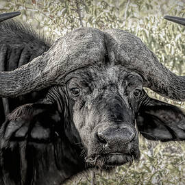 Digital Buffalo by MaryJane Sesto