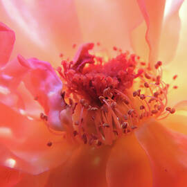 Divine Beauty Coral Rose - Rose Super Macro - Flower Photography - Roses by Brooks Garten Hauschild