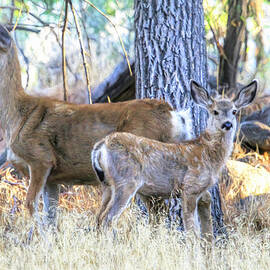 Doe and Fawn by Donna Kennedy