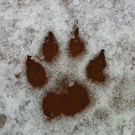 Dog Paw Print in the Snow  by Shelli Fitzpatrick
