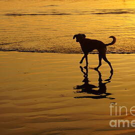 Dog walking on a beach reflection  by Natalia Wallwork