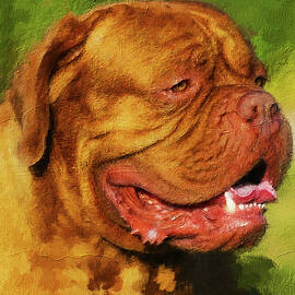 Dogue de Bordeaux with his mouth open - digital painting by Nicko Prints