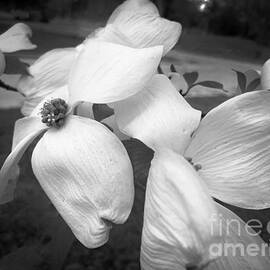 Dogwood In Black and White by Luther Fine Art