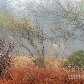 Dolly Sods in Autumn Fog  by Thomas R Fletcher