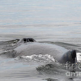 Dorsal Fin and Blowhole of a Humpback Whale by Robert Goodell