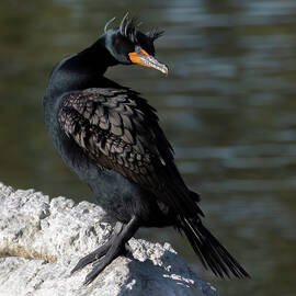 Double-crested Cormorant 4594-021623-2 by Tam Ryan