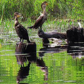 Double - Crested Cormorants on Lake Arrowhead, by Scott Loring Davis