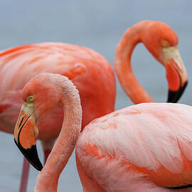 Double Flamingo by Jenna Wilson