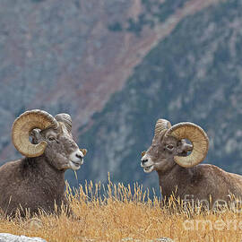 Double Rams by Dale Erickson