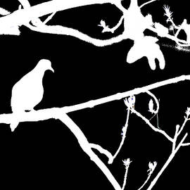 Dove in Silhouette by Diane Lindon Coy
