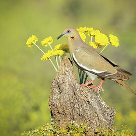 Dove with Wildflowers by Patti Deters