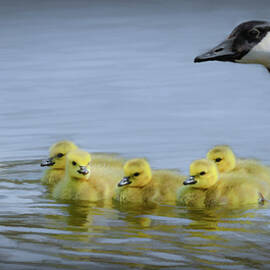 Down at the Pond