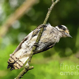Hairy Woodpecker Hanging In There by Cindy Treger