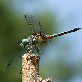 Dragonfly from the Side by Iris Richardson